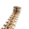 skeleton anatomy washi tape